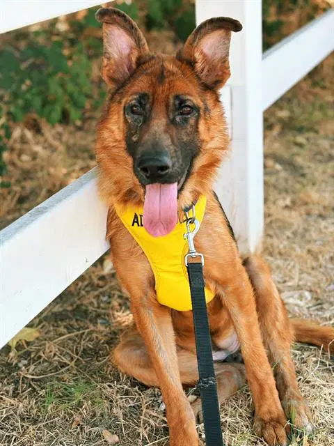 Ruby - German Shepherd Dog