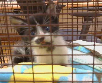 Bandit - Domestic Short Hair