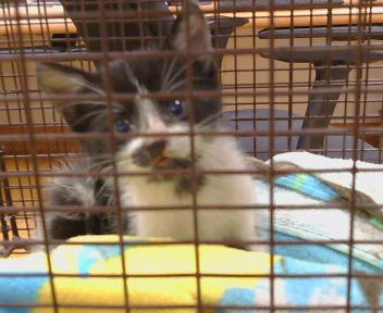 Bandit