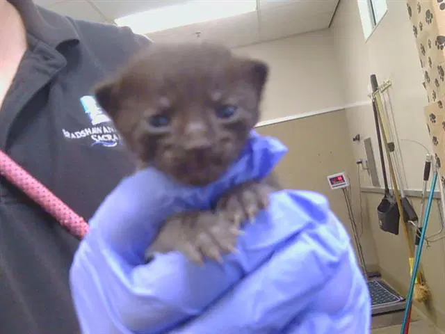 Unknown - Domestic Short Hair