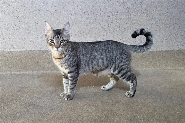 Eugenia - Domestic Short Hair