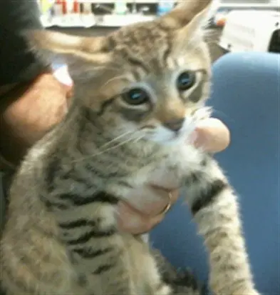 Millo - Domestic Short Hair