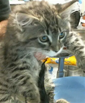 Marsha - Domestic Short Hair