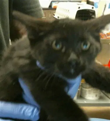 Myisha - Domestic Short Hair