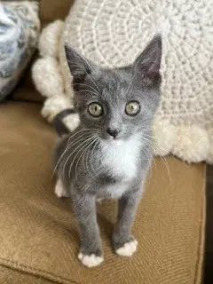Selene - Domestic Short Hair