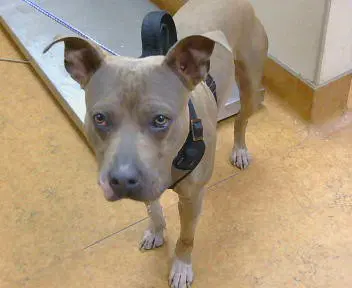 Deuce Gorgon - Pit Bull Terrier