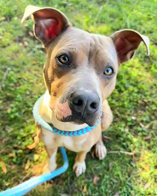 Deuce Gorgon - Pit Bull Terrier