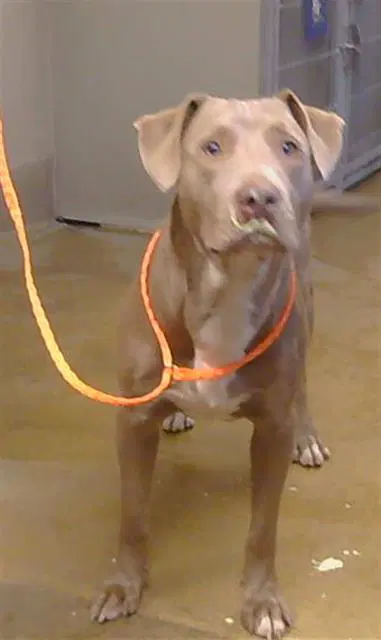 Kai - Pit Bull Terrier