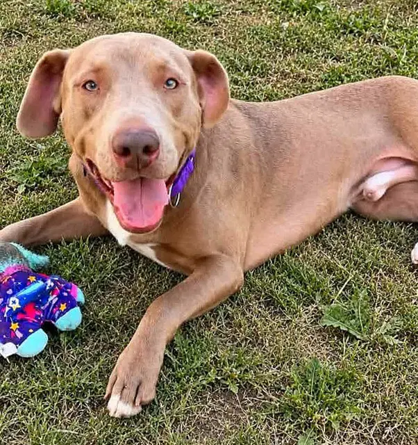 Kai - Pit Bull Terrier