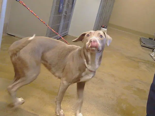 Skai - Pit Bull Terrier