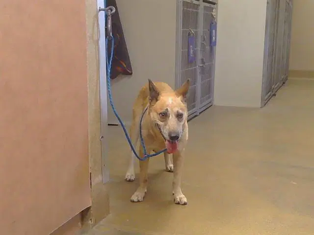 Draculara - Queensland Heeler