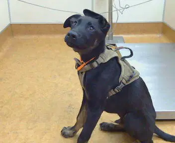 Rookie - German Shepherd Dog