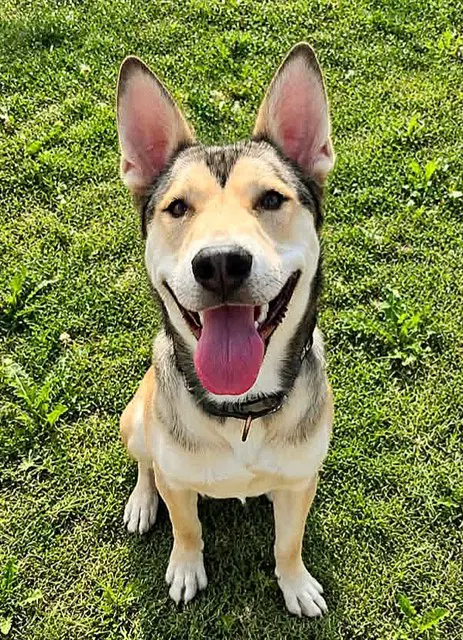 Leapfrog - Siberian Husky