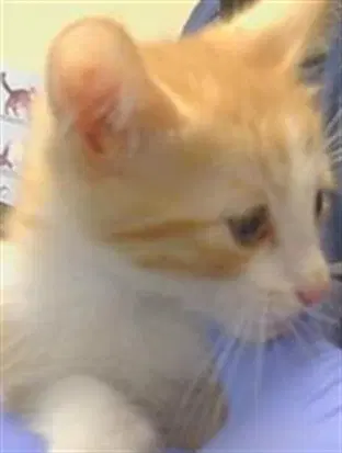 Barnaby - Domestic Short Hair