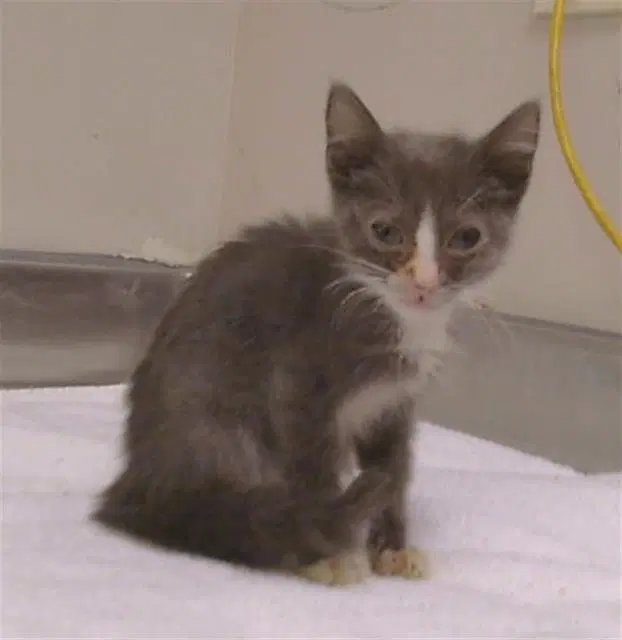 Kiwi - Domestic Short Hair