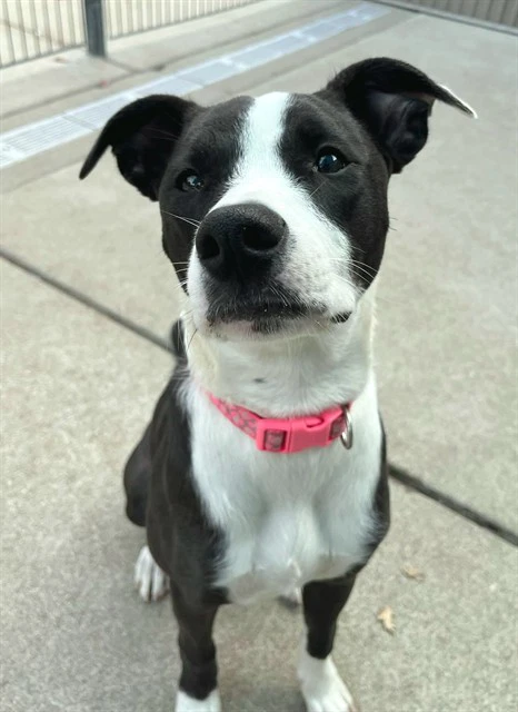 Max