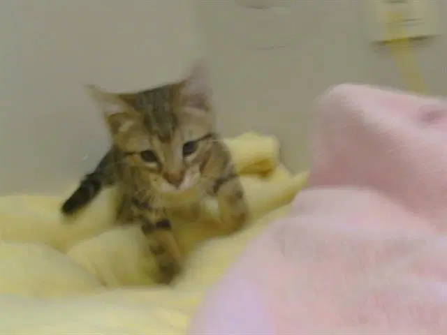 Oliver image 1