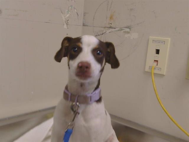 *JET