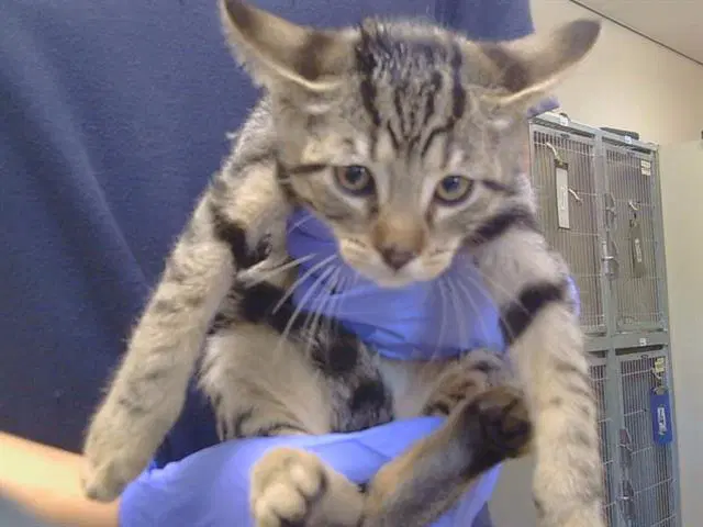 Felix image 1