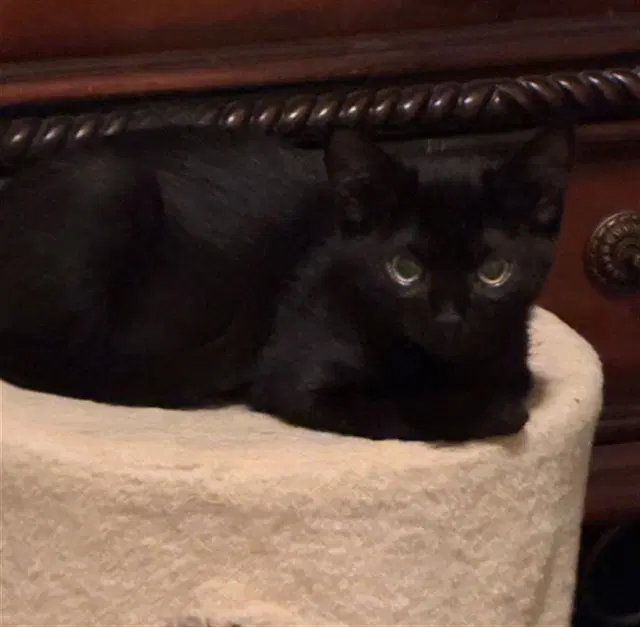 Oliver - Domestic Short Hair