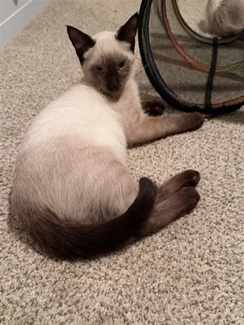 Gizmo - Domestic Short Hair