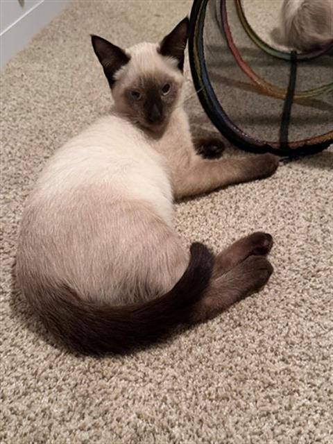 Gizmo