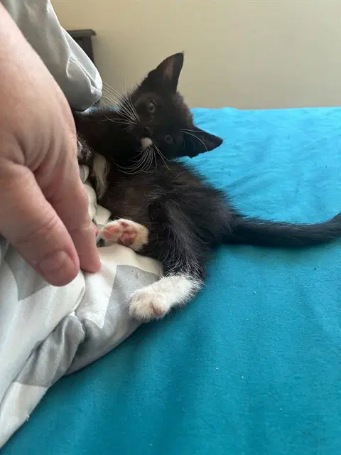 Gerber - Domestic Short Hair