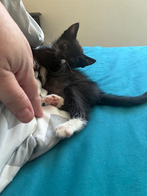 Gerber
