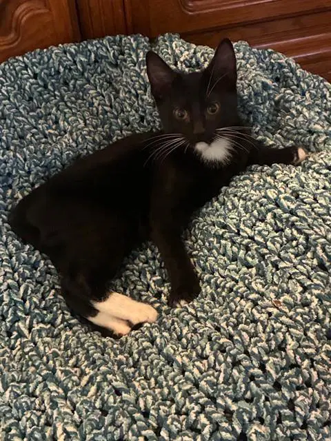 Noir - Domestic Short Hair