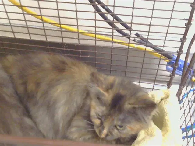 Unknown - Domestic Medium Hair