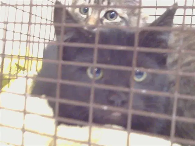 Unknown - Domestic Medium Hair