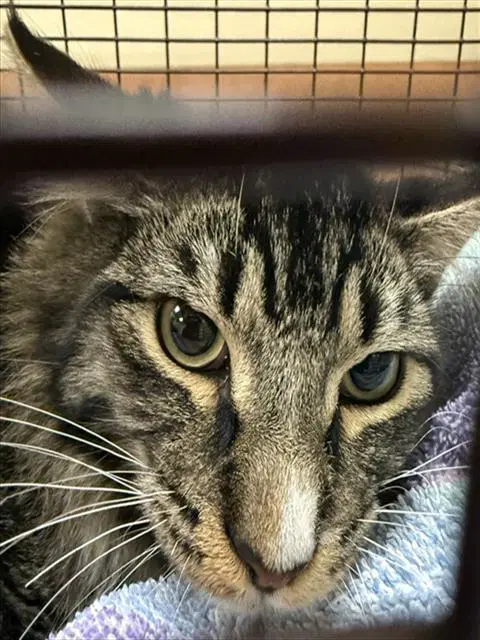 Unknown - Domestic Long Hair