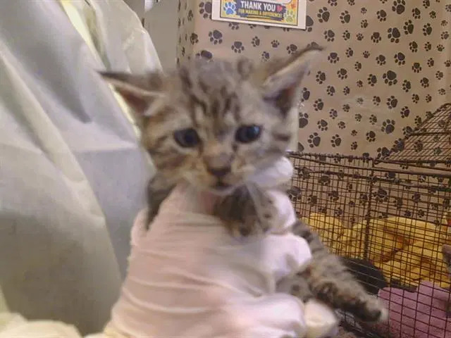 Natasha - Domestic Short Hair