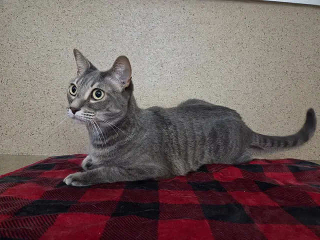 Paulette - Domestic Short Hair
