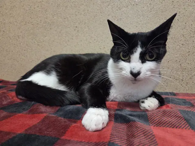 Odin - Domestic Short Hair