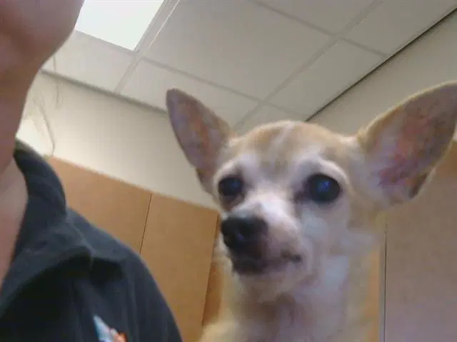Max - Chihuahua