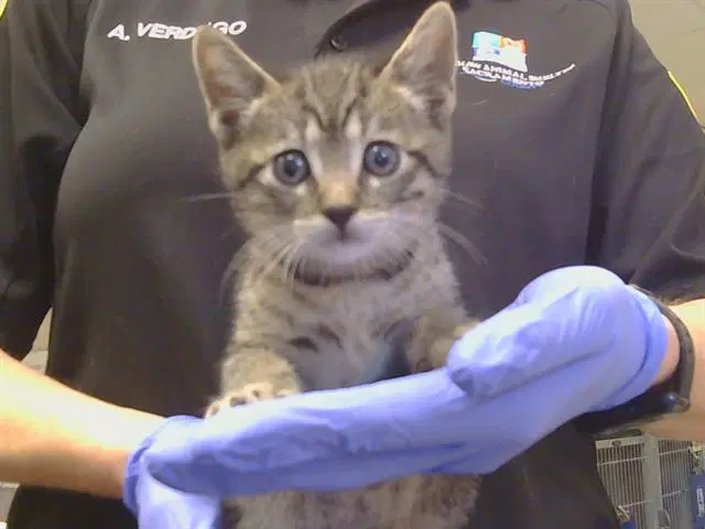 Big Brother - Domestic Short Hair