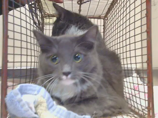 Barnaby - Domestic Medium Hair