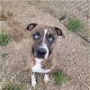 adoptable Dog in , WY named OPAL
