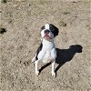 adoptable Dog in , WY named STEVE