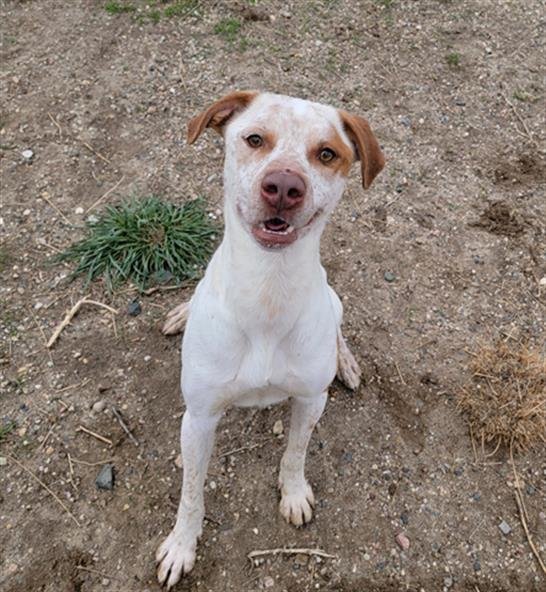 adoptable Dog in Casper, WY named THOR