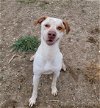 adoptable Dog in  named THOR