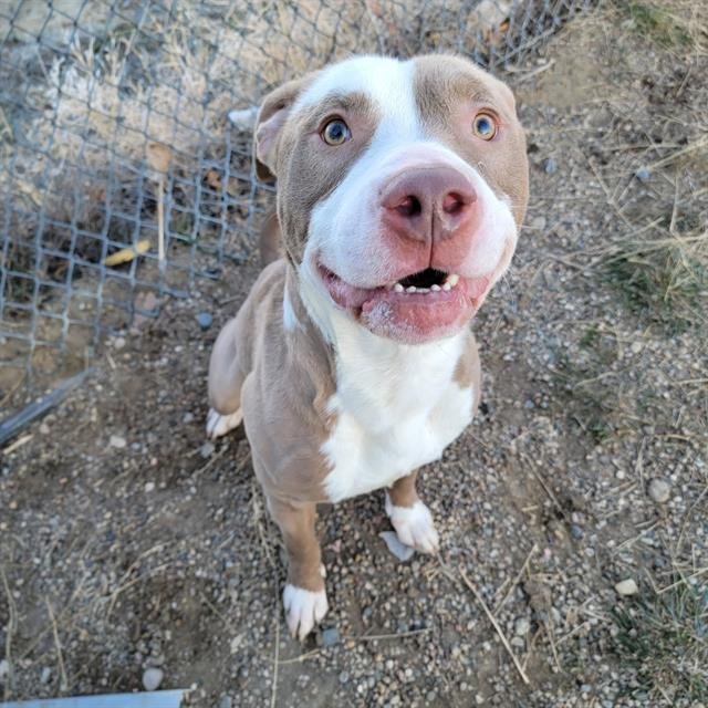 adoptable Dog in Casper, WY named KYLE