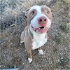 adoptable Dog in , WY named KYLE
