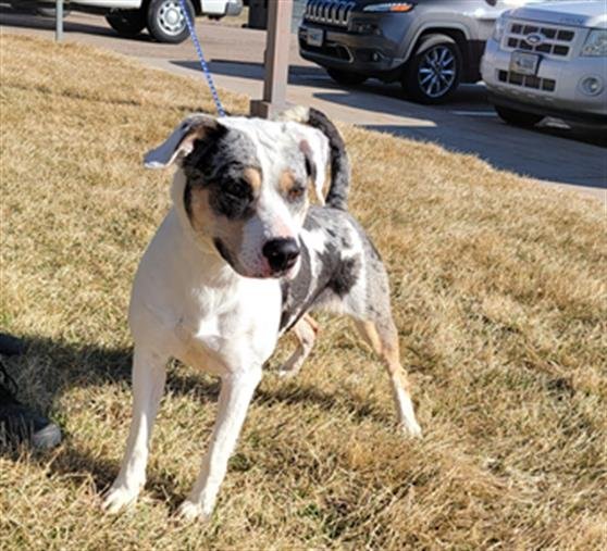 adoptable Dog in Casper, WY named ABBY