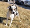 adoptable Dog in , WY named ABBY