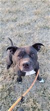 adoptable Dog in , WY named BUG