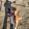 adoptable Dog in , WY named BRIAN