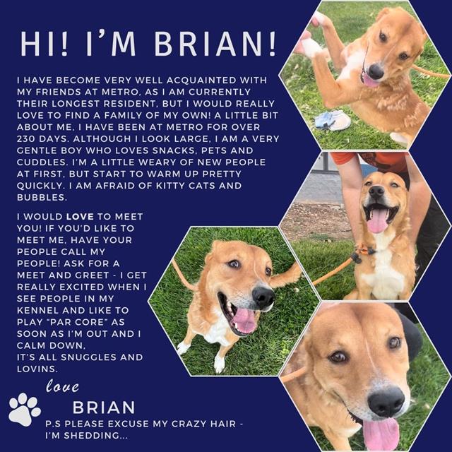 adoptable Dog in Casper, WY named BRIAN