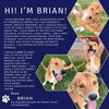 adoptable Dog in  named BRIAN